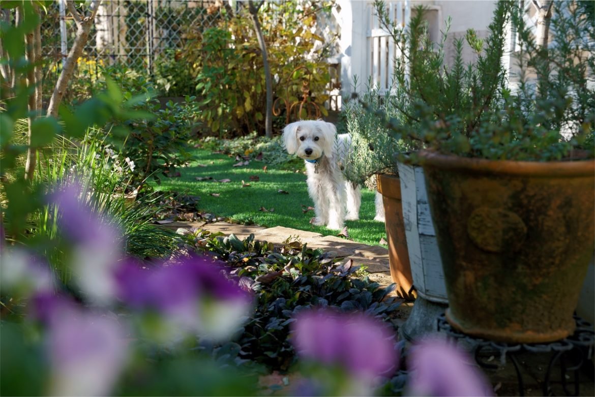 animals in garden