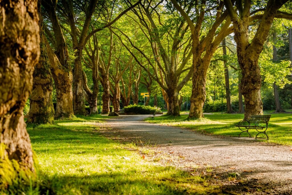 Describe a park or a garden in your city